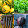 Winter Season Vegetable Seeds Combo 6