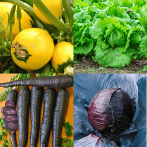 Winter Season Vegetable Seeds Combo 6