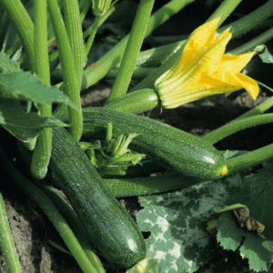 Zucchini Seeds