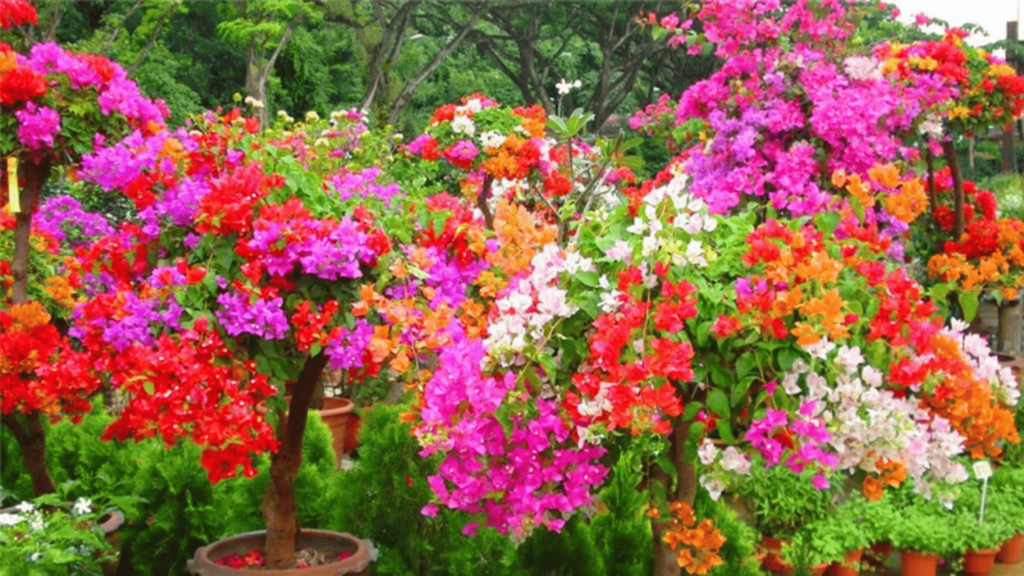 Bougainvillea Varieties in India