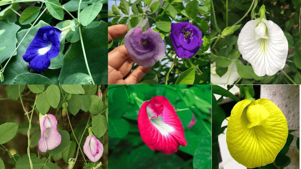 Variety of Aparajita Plants in India