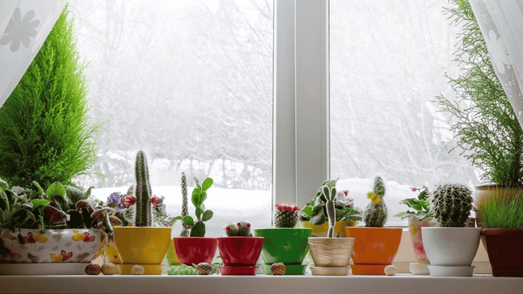 Essential Houseplants Winter Care Tips