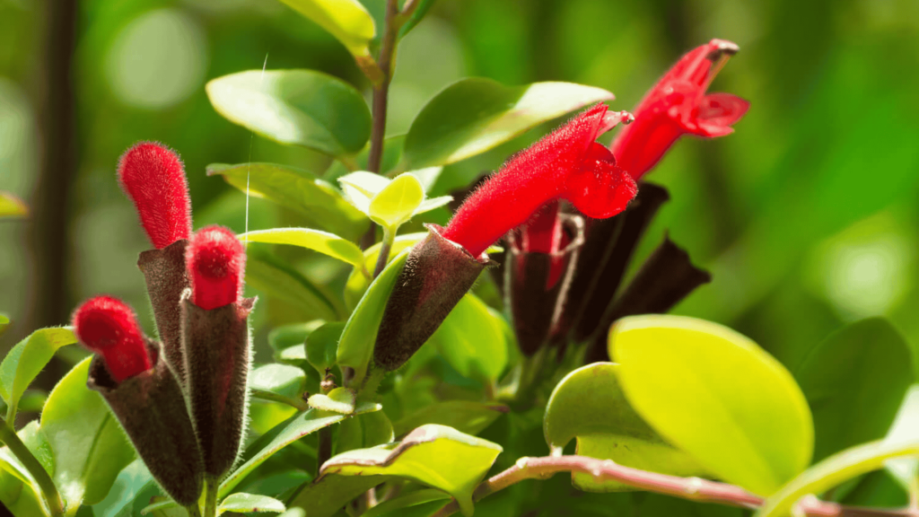 Aeschynanthus Lipstick Plant