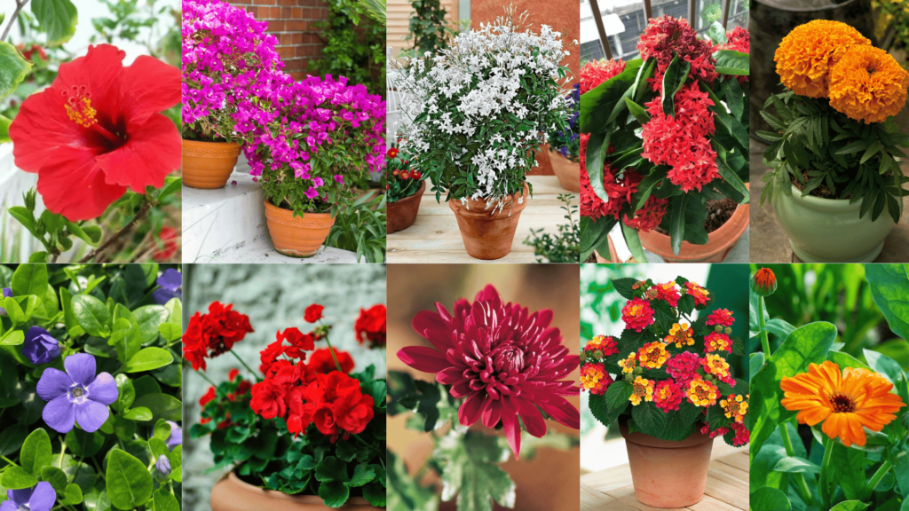 All season flower plants in India