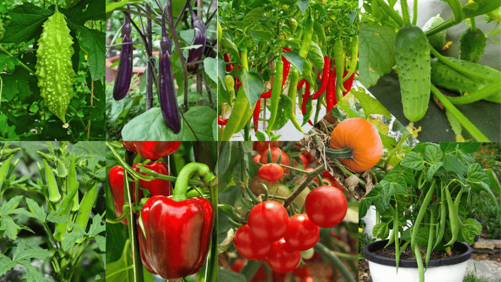 Vegetables that grow all year round in india