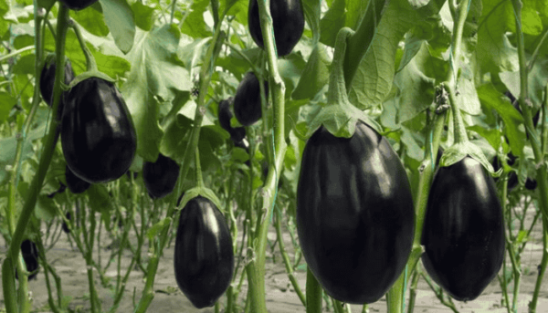 Types of brinjal in india - Plantozia