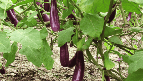 Types of brinjal in india - Plantozia