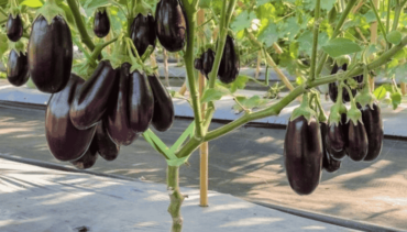 Types of brinjal in india - Plantozia