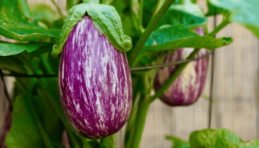 Types of brinjal in india - Plantozia