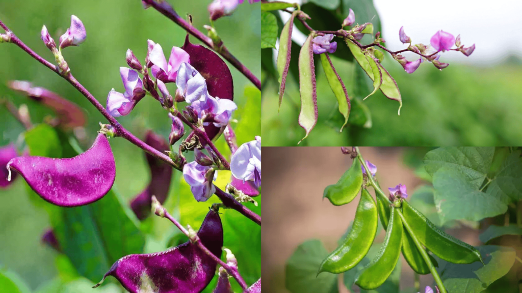 Different species of hyacinth bean