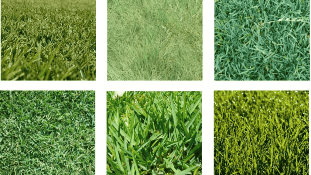 Different types of grass in india