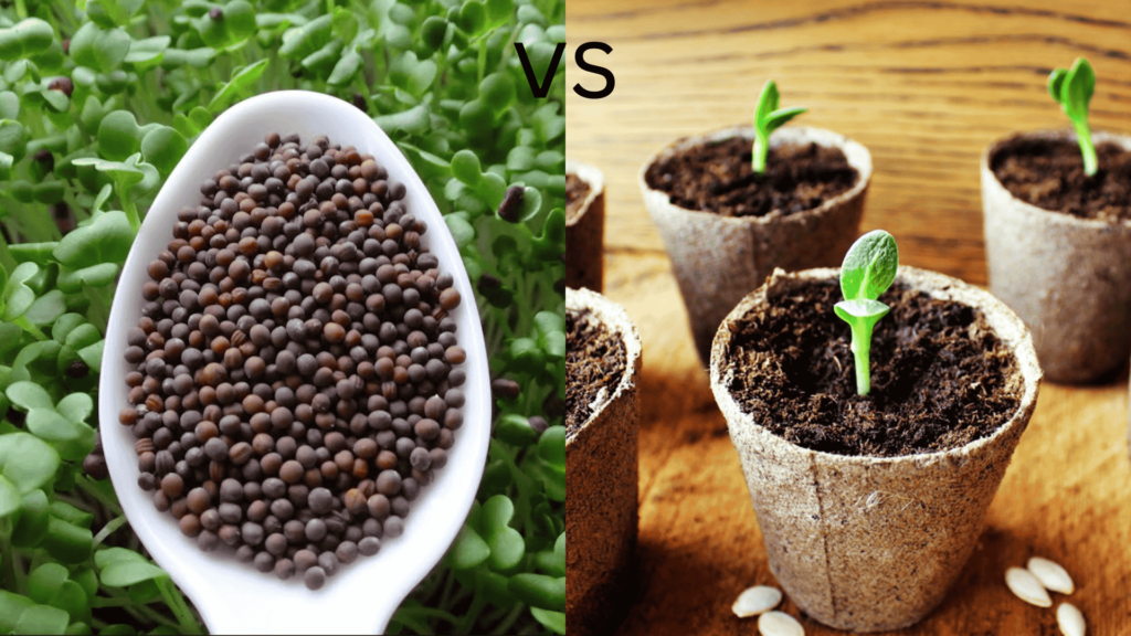 Microgreen seeds vs regular seeds