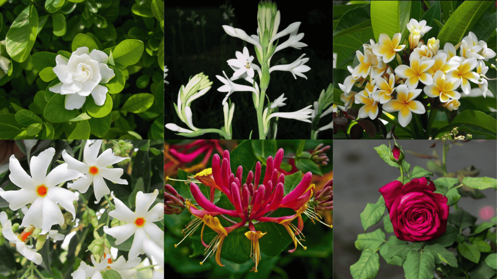 Most fragrant plants in India