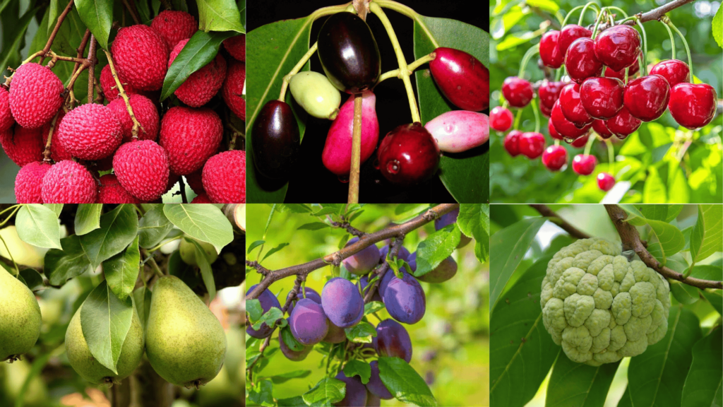 Rainy Season Fruits in india