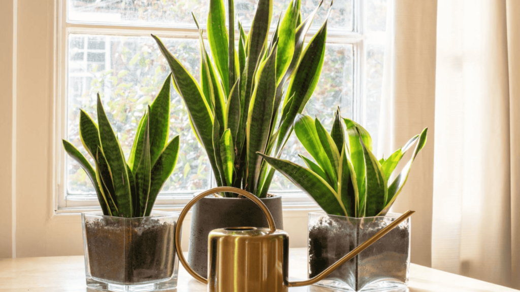 Snake Plant Benefits in the Home