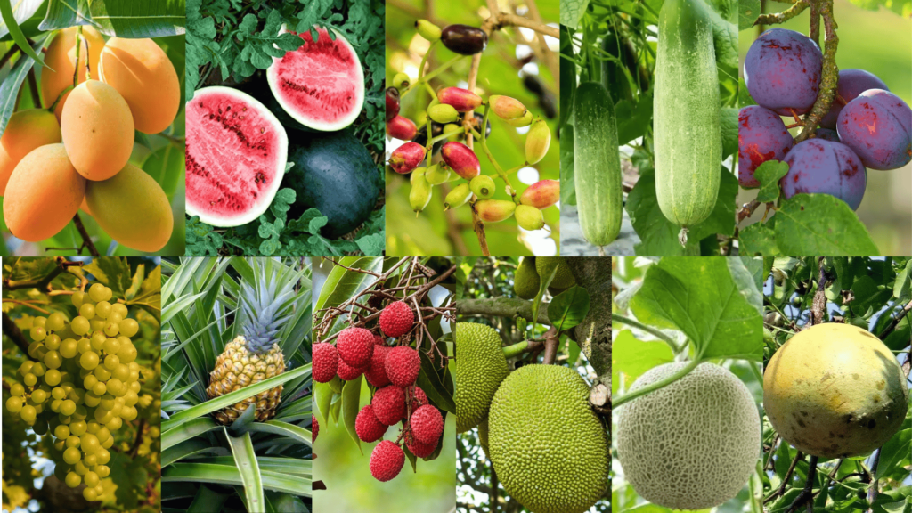 Summer Season Fruits in India