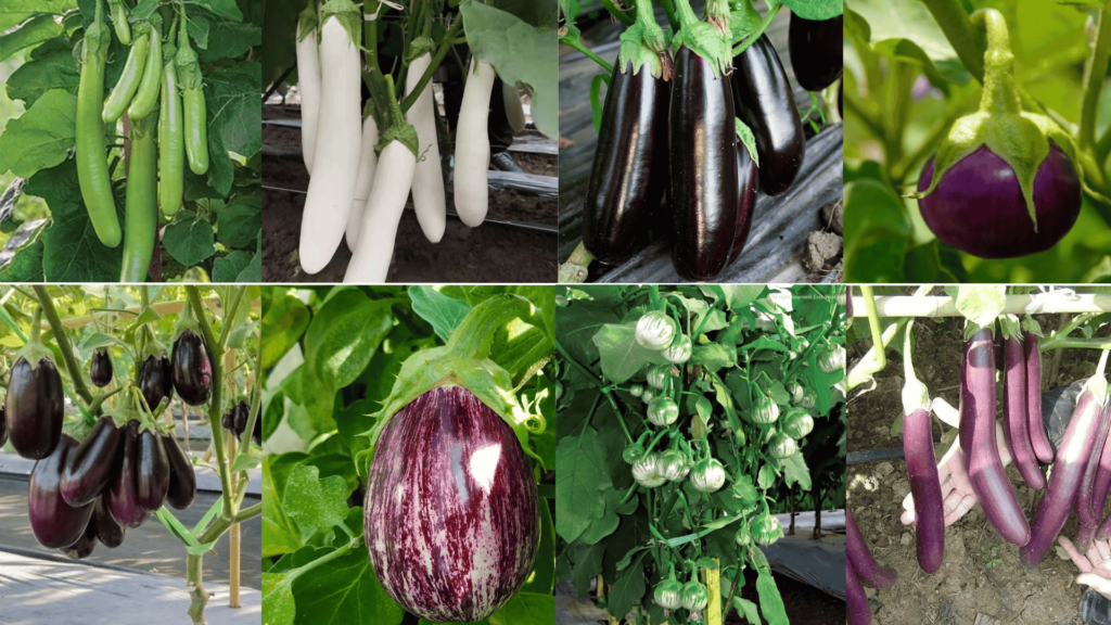 Types of brinjal in india