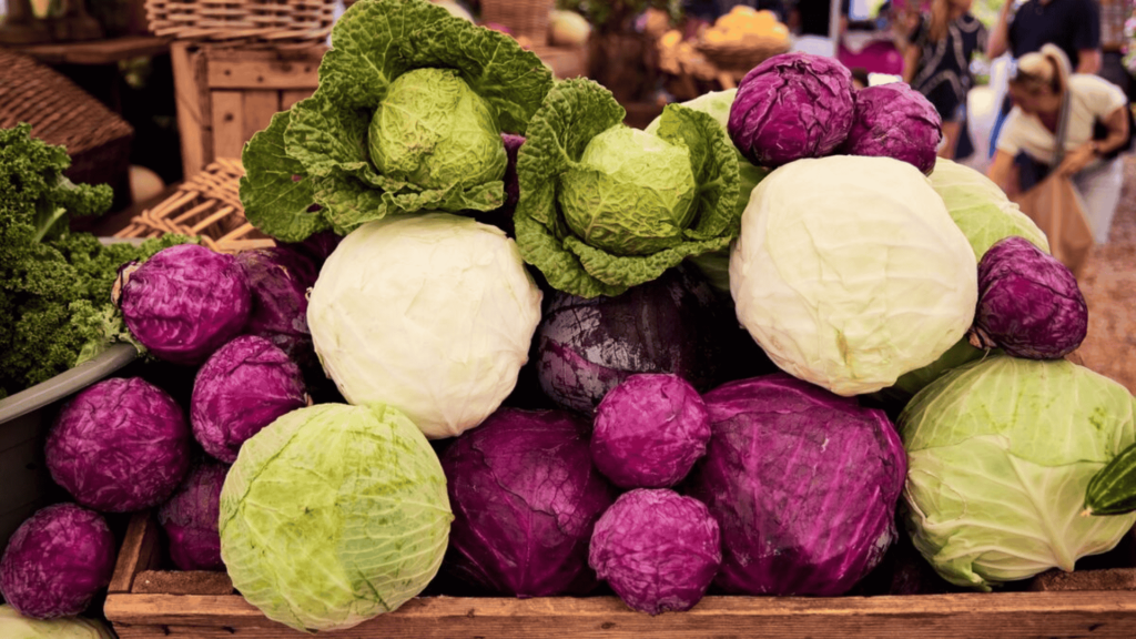 Varieties of cabbage in India