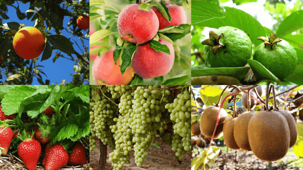 Winter Season Fruits in India